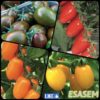 #Pomodoro, #colori e #sapori per le vostre serre.
Queste alcune delle nostre SPE...