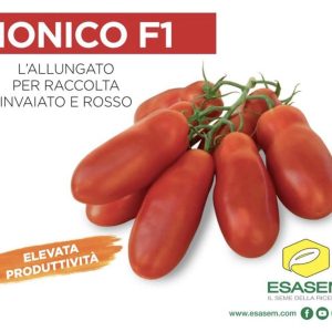 #IONICO F1 el #tomate alargado ESASEM para recolección #verde, #verde y #rojo...